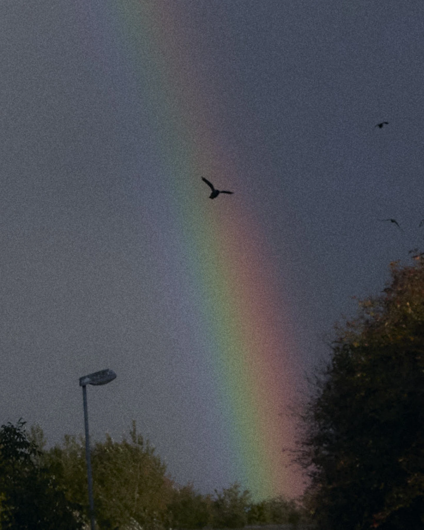 Regenbogen